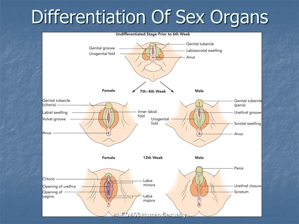 Anatomy Of Sex Organs 63