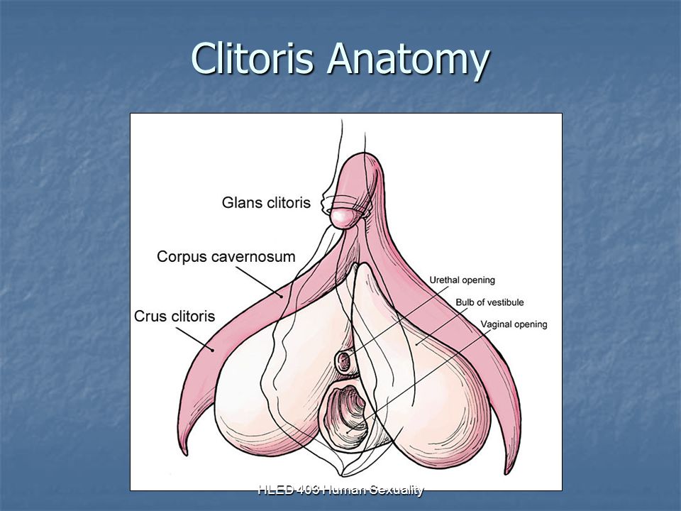 Anatomy Sexual Womens 118