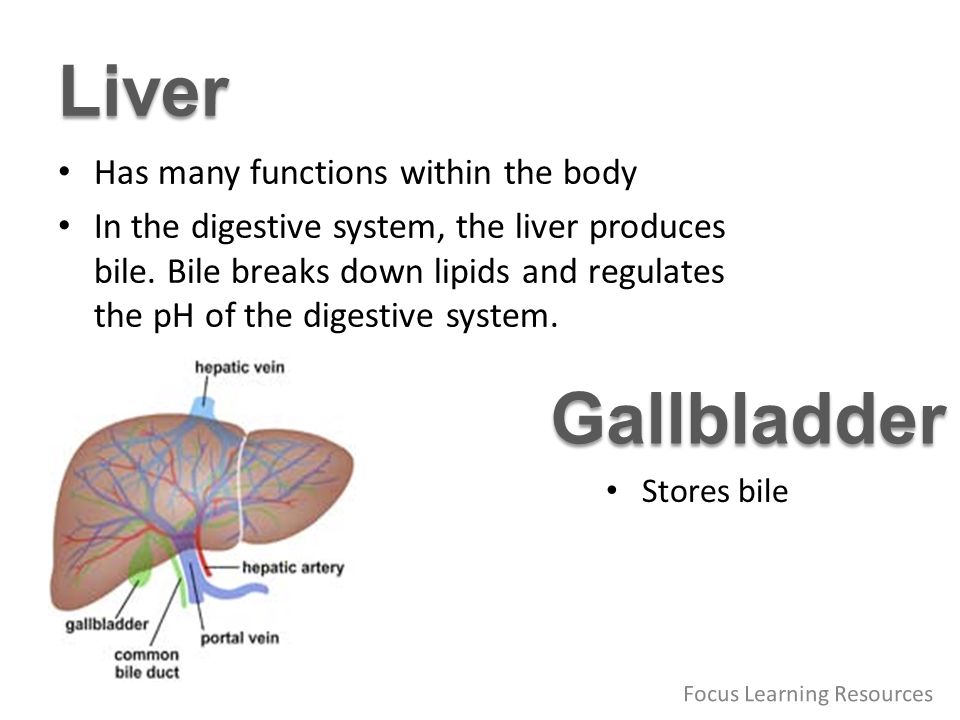 Your Digestive System & How it Works | NIDDK