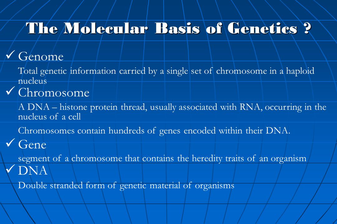 Muscle Hypertrophy of Genetic Origin and its use to Improve Beef