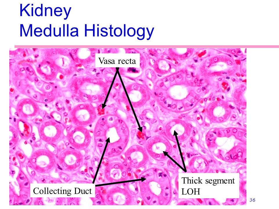 download the social history of health and medicine