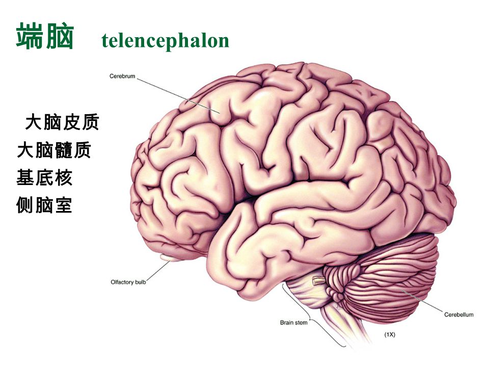 端脑 telencephalon 大脑皮质 大脑髓质 基底核 侧脑室 端脑是脑的最