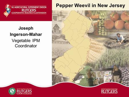 Pepper Weevil in New Jersey Joseph Ingerson-Mahar Vegetable IPM Coordinator.