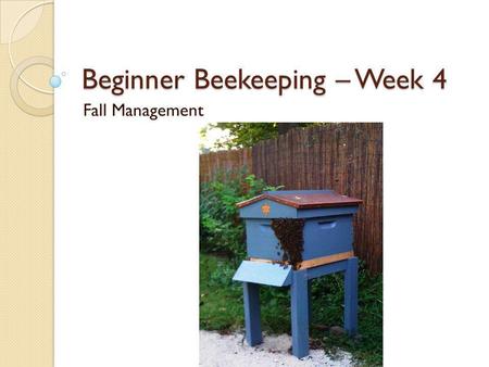 Beginner Beekeeping – Week 4