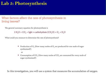 Lab 5: Photosynthesis.