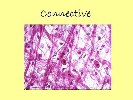 Connective. Characteristics Most abundant tissue regenerates at varying rates relatively few cells and widely separated from each other. Found in bone,