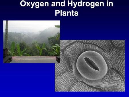 Oxygen and Hydrogen in Plants. Outline: Environmental factors Fractionation associated with uptake of water Metabolic Fractionation C3, CAM and C4 plants.