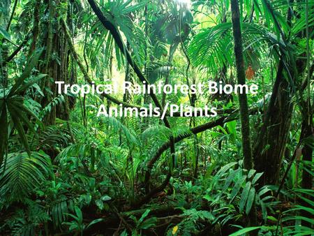 Tropical Rainforest Biome Animals/Plants