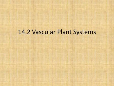 14.2 Vascular Plant Systems