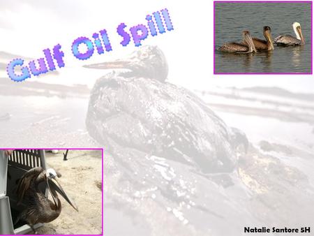 Natalie Santore 5H. National Wildlife Federation-Ranger Rick How is the leak being cleaned up? Why couldn't the oil leak be stopped quickly? What happened?
