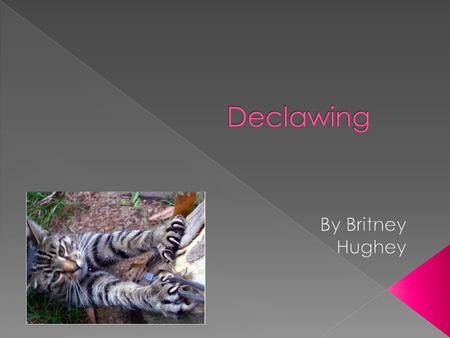 Declawing By Britney Hughey.