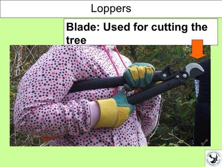 Blade: Used for cutting the tree Loppers. Handle: Used for opening the loppers so you can put them around the tree you want to cut Loppers.