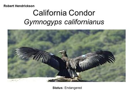 California Condor Gymnogyps californianus Status: Endangered Robert Hendrickson.