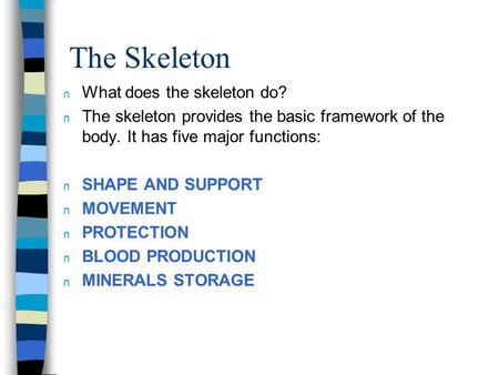 The Skeleton What does the skeleton do?
