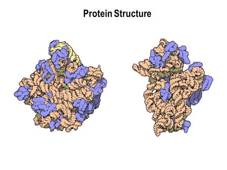 Protein Structure.