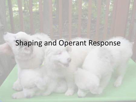Shaping and Operant Response. Shaping What is shaping – Differential reinforcement of successive approximations of a target behavior until organism exhibits.