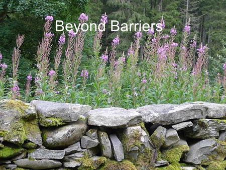 Beyond Barriers. Developing a palliative care approach for people with the later stages of dementia Jenny Henderson.