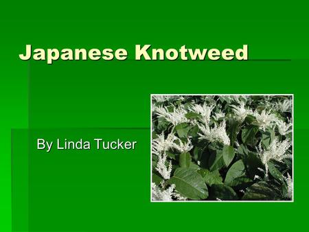 Japanese Knotweed By Linda Tucker. Polygonum cupsidatum Also called Fallopia joponica Also called Fallopia joponica Buckwheat family (Polygonaceae) Buckwheat.