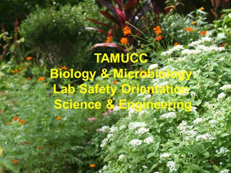 TAMUCC Biology & Microbiology Lab Safety Orientation Science & Engineering http://www.clker.com/clipart-15896.html.