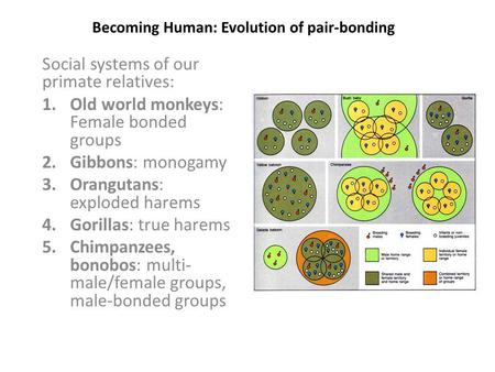 Becoming Human: Evolution of pair-bonding Social systems of our primate relatives: 1.Old world monkeys: Female bonded groups 2.Gibbons: monogamy 3.Orangutans: