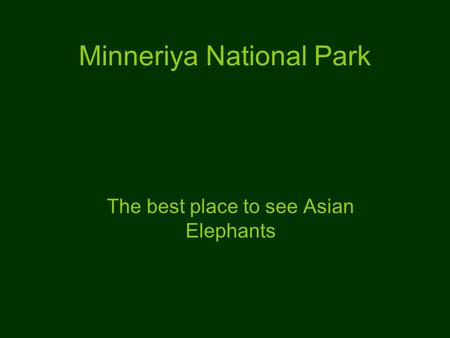 Minneriya National Park The best place to see Asian Elephants.