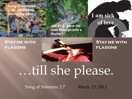 …till she please. Song of Solomon 2:7 March 25, 2012 I am sick of love Stay me with flagons Job 41:2…bore his iawe through with a thorne? Song of Solomon.