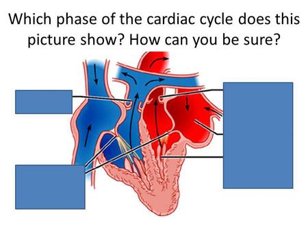 Which phase of the cardiac cycle does this picture show