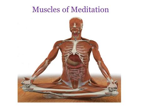 Muscles of Meditation.