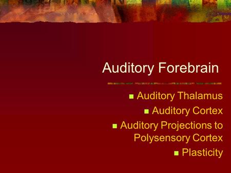 Auditory Forebrain Auditory Thalamus Auditory Cortex Auditory Projections to Polysensory Cortex Plasticity.