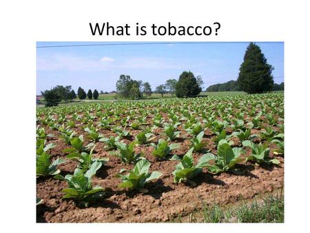 What is tobacco?. The leaves are picked. Dried.