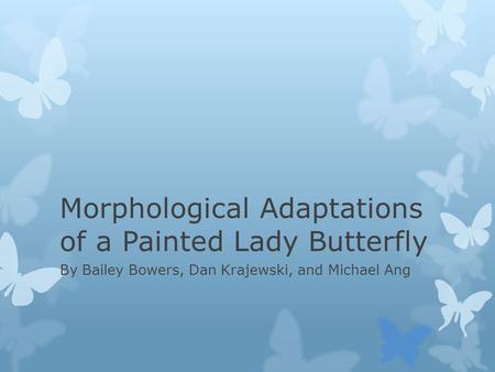 Morphological Adaptations of a Painted Lady Butterfly