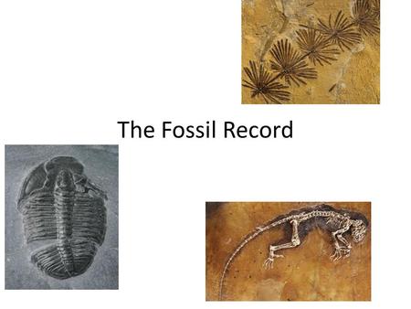 The Fossil Record.