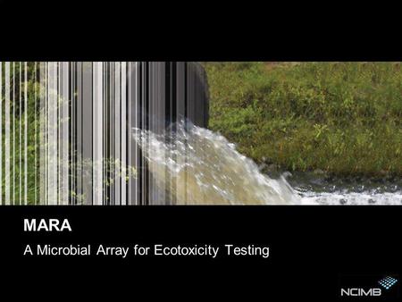 MARA A Microbial Array for Ecotoxicity Testing. Contents This presentation covers 3 areas: The drivers behind ecotoxicity testing Perspective of tests.