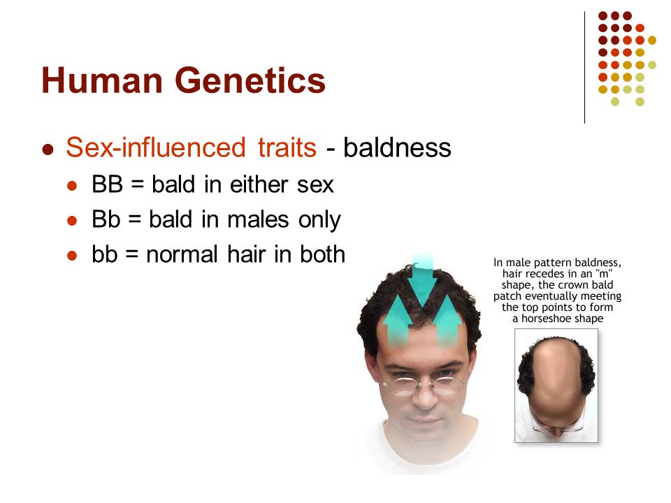 What Could Be An Example Of Sex Influenced Trait Socratic 