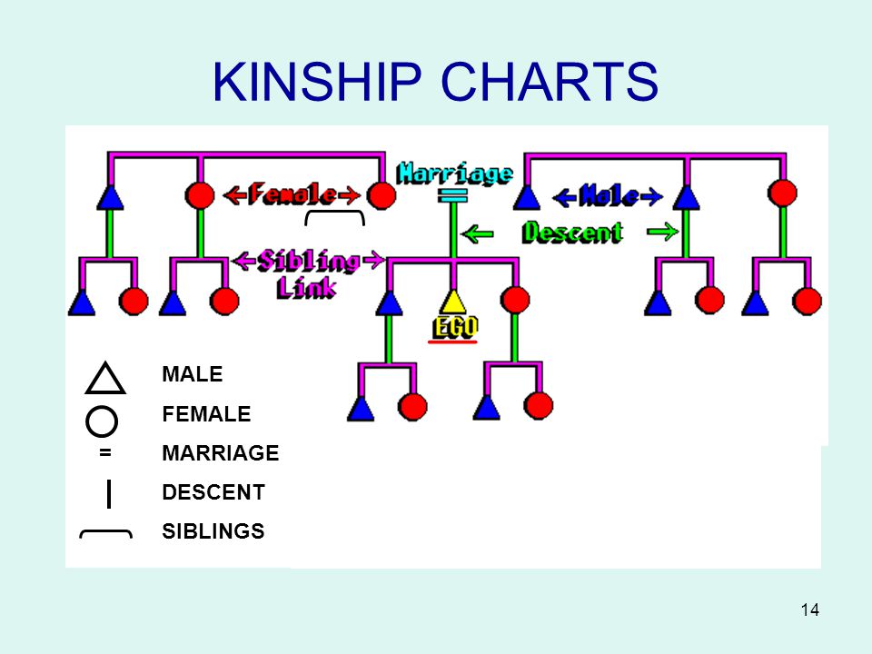 Anthropological Kinship Chart Template
