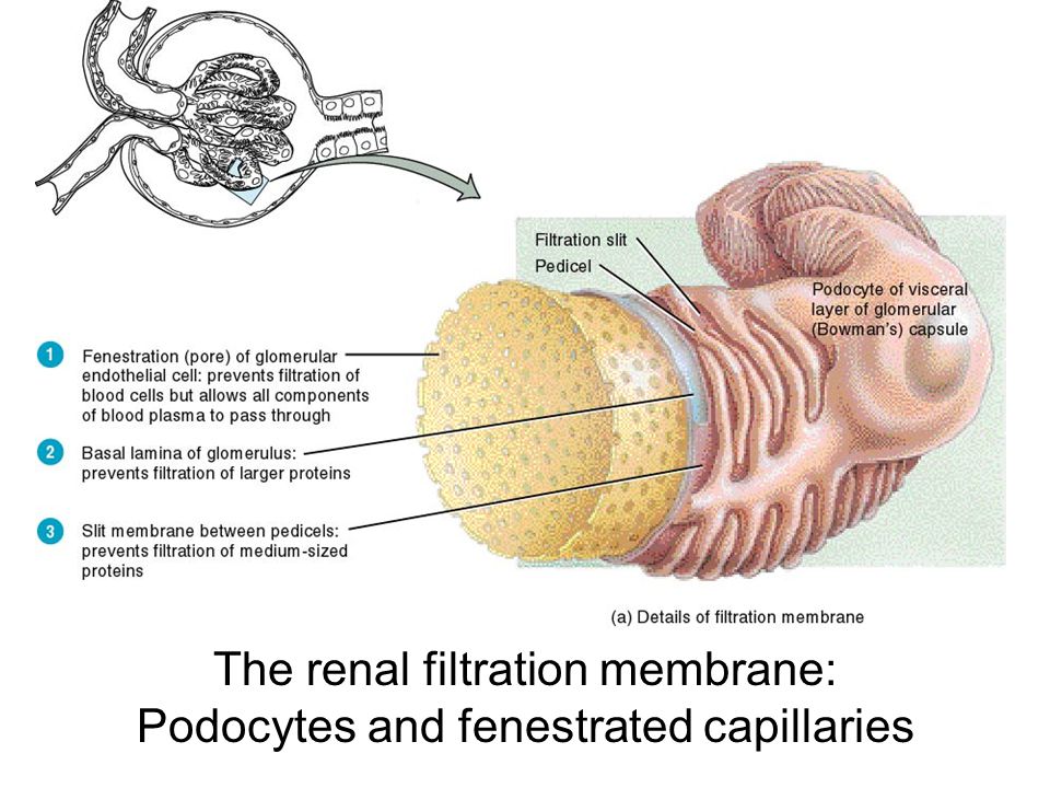 download the vitamins chemistry physiology pathology