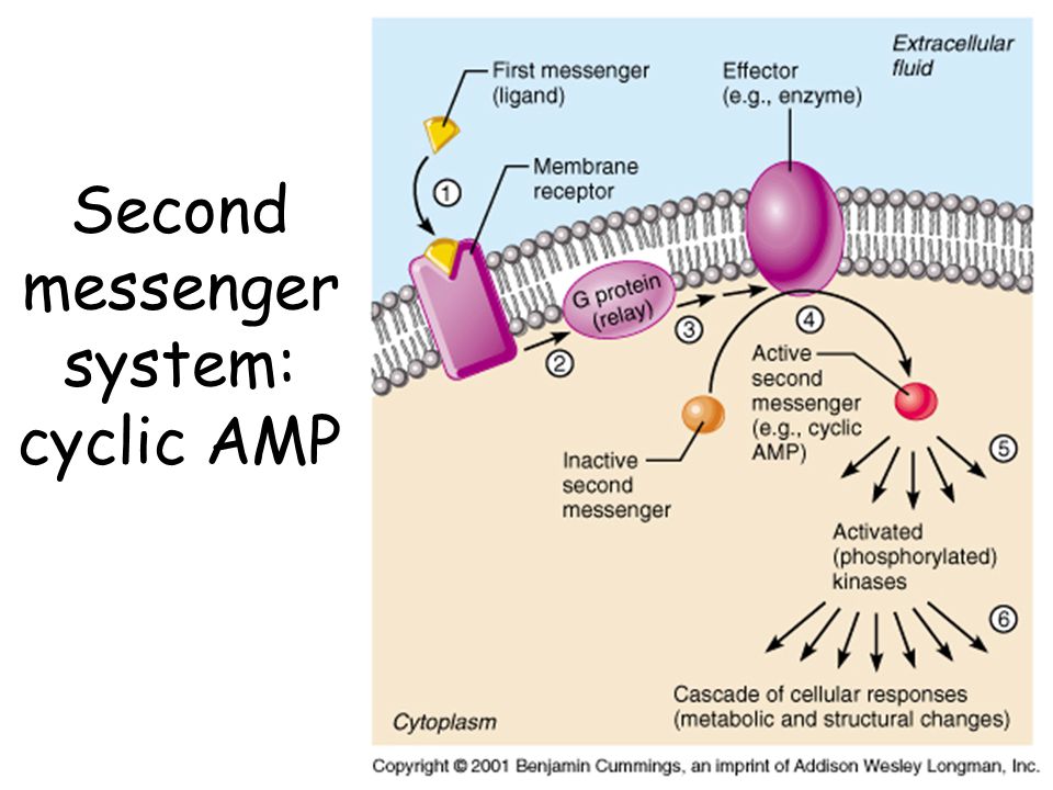 book marine enzymes for biocatalysis