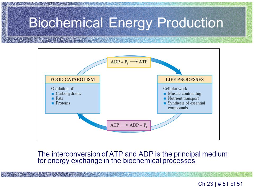 download neuropeptide