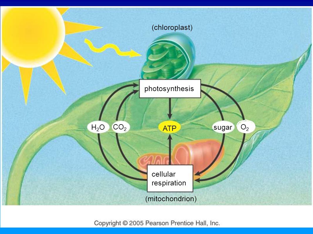 theoretical aspects of