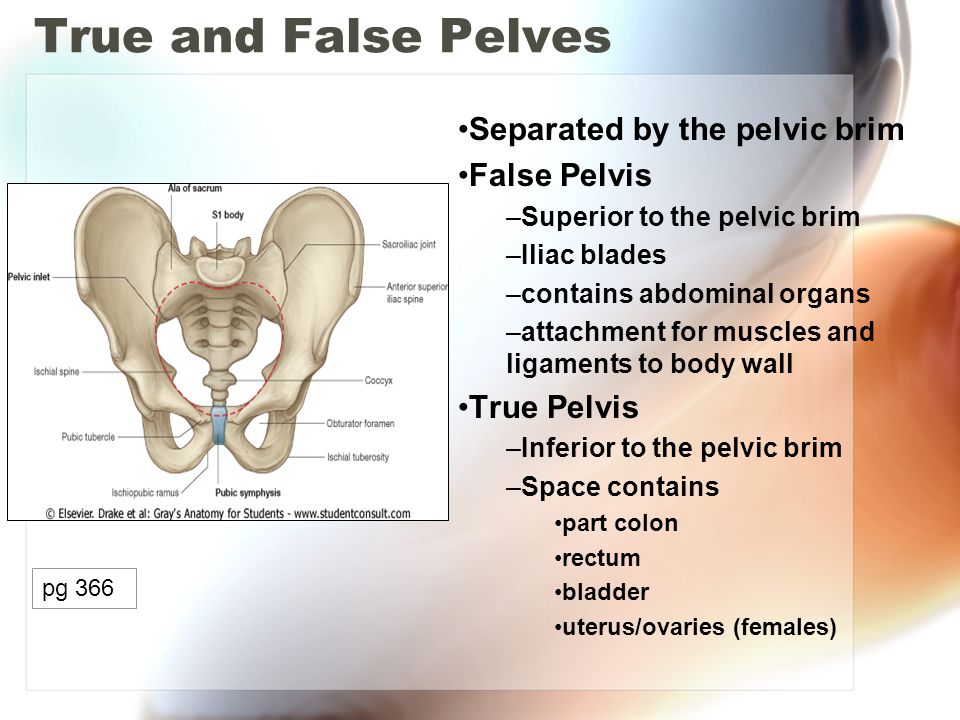 True and false ligaments of uterus