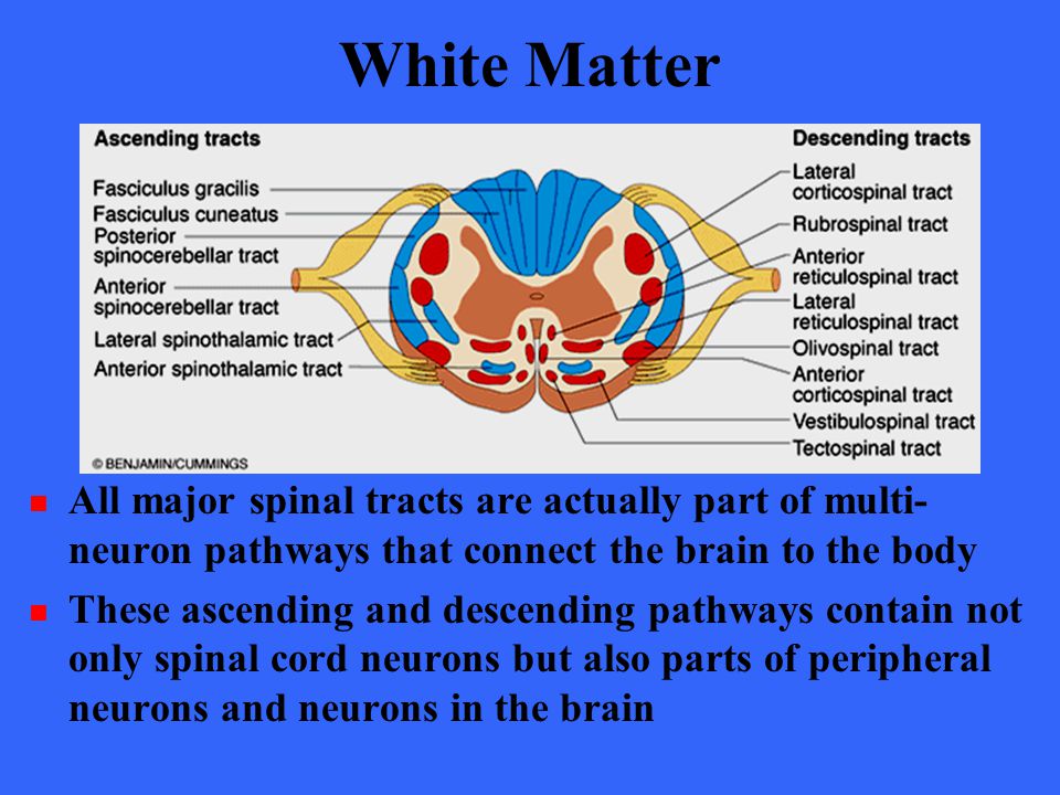 Alterations in fiber pathways reveal brain tumor - PeerJ