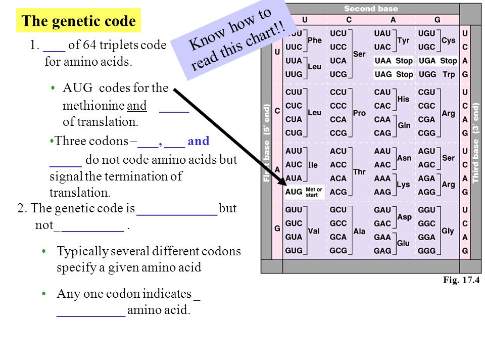 Image result for genetic code chart