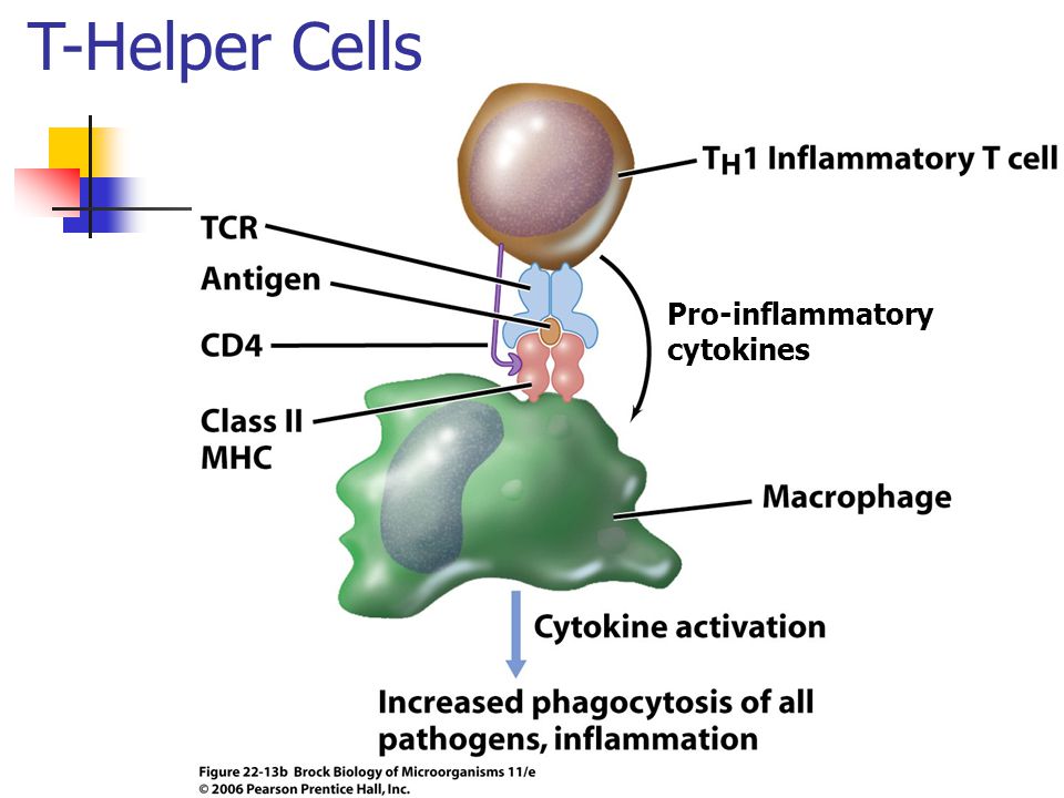 cell and tissue reaction engineering with a