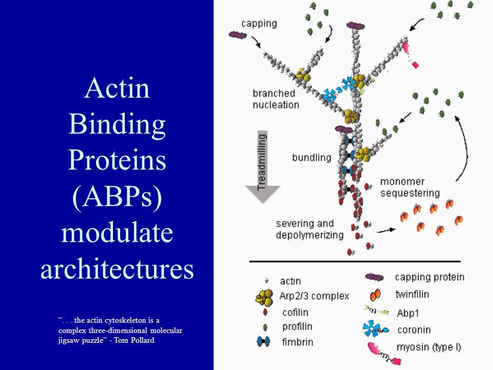 the bacteria their origin structure function