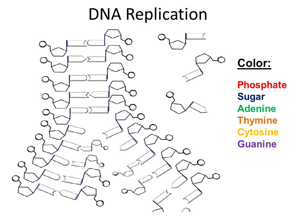 DNA Song Row, Row, Row your Boat  ppt video online download