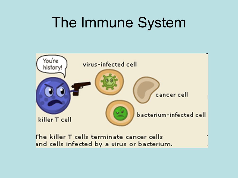 Cell Membrane. the Red Blood Cell