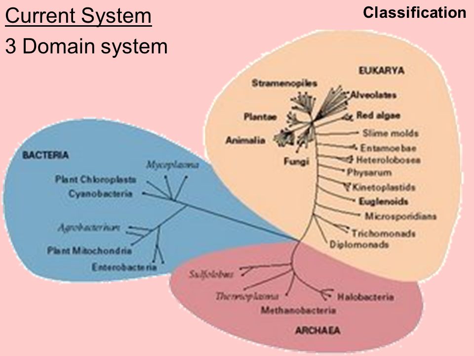 download anaesthesiology