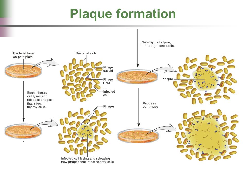 download biomembranes part m