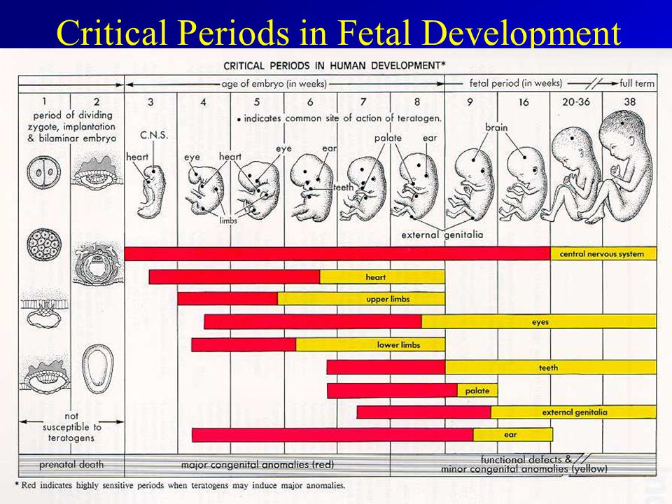 Critical+Periods+in+Fetal+Development