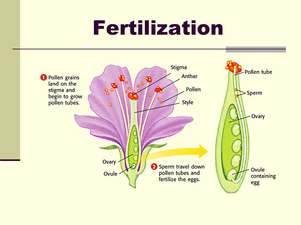 write a note fertilization and embryo development video